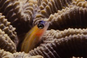 Peppermint Gobi in braincoral, Bonaire, Nikon 801 with 60... by Ernst Seeling 